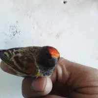 تعداد۲عدد گلبسر زیبا