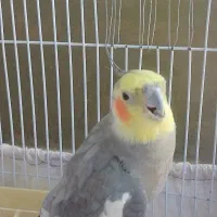 عروس هلندی نر آماده