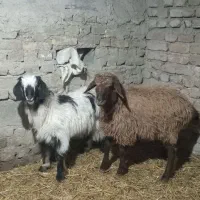 سلام یه بره ماده با یه بزغاله