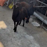 گوسفند نر|حیوانات مزرعه|ارومیه, |دیوار