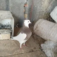 طوقی ماده