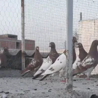 کبوتر|پرنده|مینودشت, |دیوار