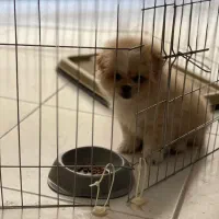 سگ پامرپیکینز