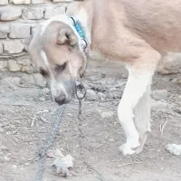 سگ درشت هیکلی