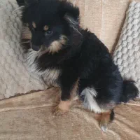 واگذاری سگ پامر