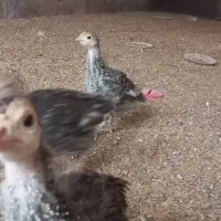 بلدرچین ،بوقلمون، اردک، جوجه مرغ و خروس 70 روزه