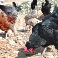 جوجه مرغ محلی|حیوانات مزرعه|داراب, |دیوار