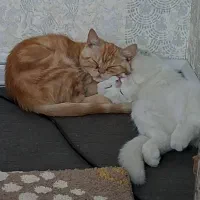 گربه اسکاتیش و بریتیش