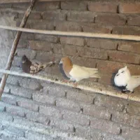 کبوتر
