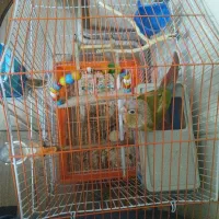 گیرینچیک|پرنده|ری, منصوریه منگل|دیوار