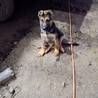 واگذاری سگ ژرمن|سگ|آستانه اشرفیه, |دیوار