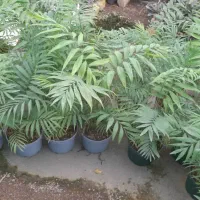 شامادورا ، دیفن ، اگلونما ،