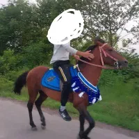 اسب کهر سواری|اسب و تجهیزات اسب‌سواری|سیاهکل, |دیوار