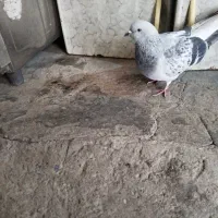 کبوتر|پرنده|نیمروز, |دیوار