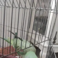 شاه طوطی رام ودستی