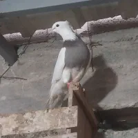 کبوتر|پرنده|لامرد, |دیوار