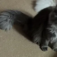 گربه نر برای جفت دارم