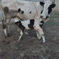 تلیسه گاو با گوساله ماده مونت