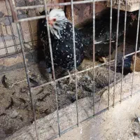 تخم مرغ نطفه دار گلین|حیوانات مزرعه|زنجان, |دیوار