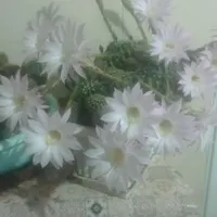 نیاز به شریک مالی جهت ساخت باغ ویلا