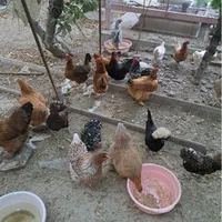 جوجه ویاندوت لهستانی گلین|پرنده|اصفهان, براآن شمالی|دیوار