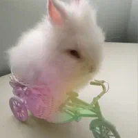 لوپ ومینیاتوری واکسینه بهداشتی|موش و خرگوش|اصفهان, تیران|دیوار