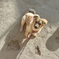 سگ پا کوتاه با هوش