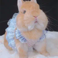 دنیایی خرگوش لوپ/مینیلوپ/مینیاتوری.کارتبهداشت.|موش و خرگوش|اصفهان, بوستان ناژوان|دیوار