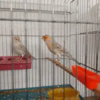 قناری توپاز|پرنده|داراب, |دیوار