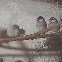 فنج نرگسی شکلاتی سیلور بلبلی وسفید|پرنده|کرخه, |دیوار