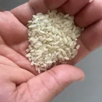 برنج لنجان درجه یک کیلویی