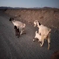 دوعددبززائیده سه ساله