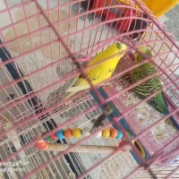 مرغ عشق جفتی و یدونه تک