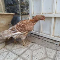 مرغ لاری ،رنگ خاص ،وارداتی از عراق|حیوانات مزرعه|تهران, امیر بهادر|دیوار