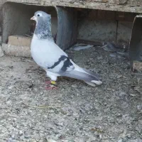 کبوترسینه سیاه  کله سبز ساده کاکل طوقی شازده سرور|پرنده|مشهد, امیریه|دیوار