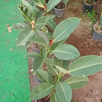 گلخونه کوچک من|گل و گیاه طبیعی|رشت, پل تالشان|دیوار