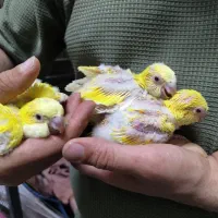 طوطی راهب گرینچیک خورشیدی از سرلاکی تا دونخور