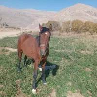 اسب|اسب و تجهیزات اسب‌سواری|درودزن, |دیوار