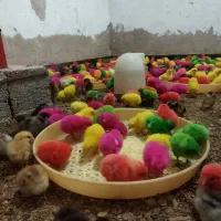 جوجه رنگی وجوجه محلی وجوجه اردک|حیوانات مزرعه|اندیمشک, |دیوار