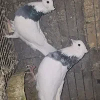 کفتر طوقی الماسی و سرور