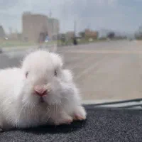 بچه خرگوش|موش و خرگوش|دهگلان, |دیوار