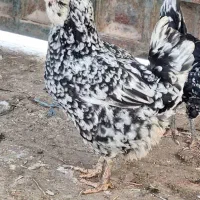 تخم مرغ گلین نطفه دار