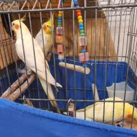 عروس هلندی و فنچ