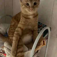 واگذاری گربه دی اس اچ نارنجی