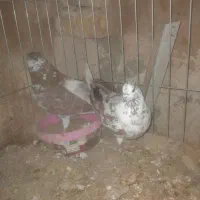 کفتر|پرنده|خمینی‌شهر, |دیوار