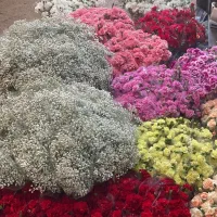 میخک و عروس به قیمت بازار گل امام رضا و محلاتی