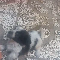 سگ پا کوتاه عروسکی توله