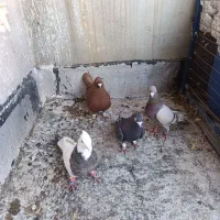 پرنده کبوتر|پرنده|قزوین, |دیوار