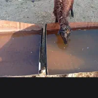 فروش بره ماده یکساله