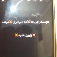 پامر سفید|سگ|مشهد, گلبرگ شمالی|دیوار